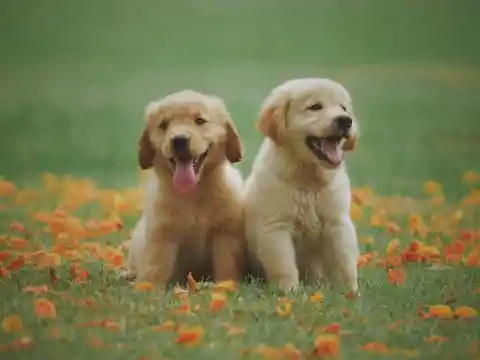 Hybrid