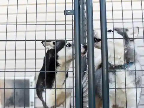 Adopting Her First Pet