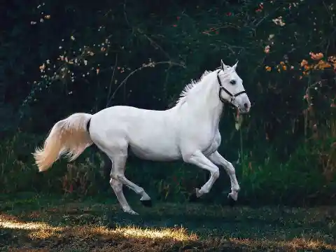 Straight From The Horse's Mouth