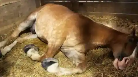 With The Help Of The Officers